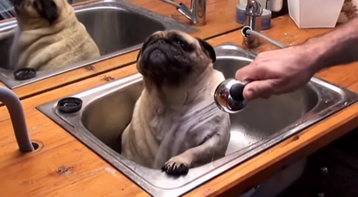 Look at this pug's expression: no one likes to shower more than him!!