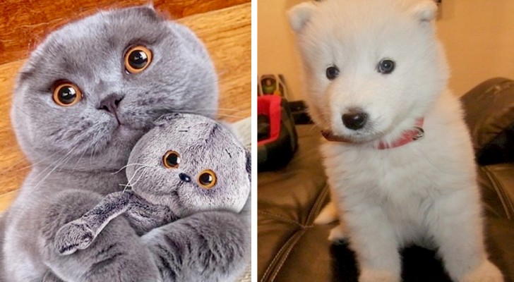 17 animals so cuddly that at first glance we might mistake them for fluffy stuffed toys