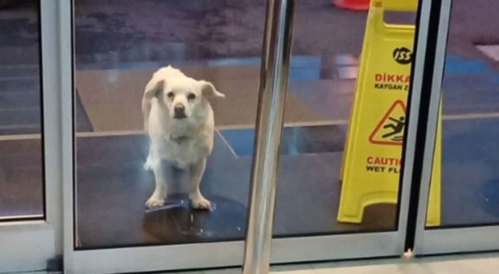 Dit trouwe hondje wachtte 6 dagen voor de ingang van het ziekenhuis op zijn opgenomen baasje