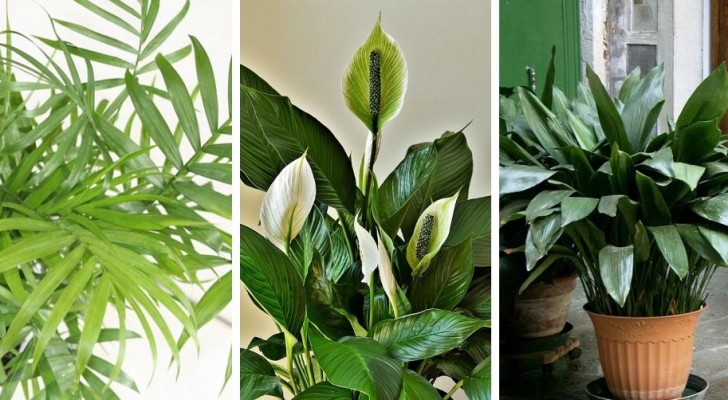 7 prachtige kamerplanten laten groeien in een omgeving met weinig licht
