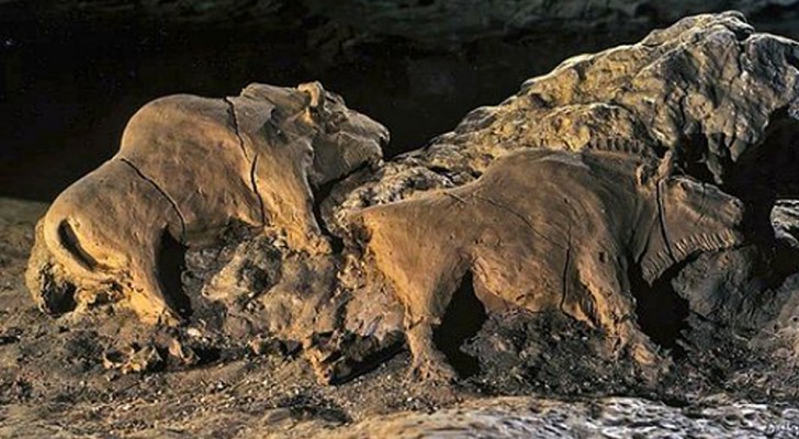 Twee bizons die 15.000 jaar geleden zijn uitgehouwen, werden gevonden in een Franse grot: ze zijn perfect bewaard gebleven 