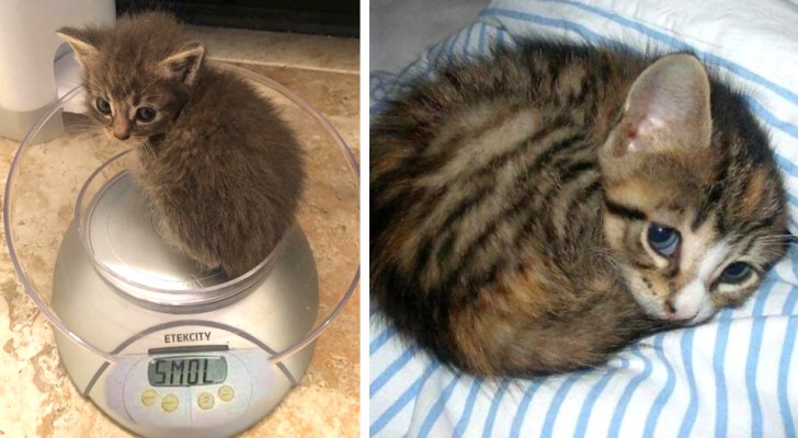 19 photos of cats that are so cute and tiny they should be considered 