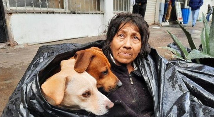 An elderly homeless woman prefers to live on the street rather than in a shelter: she doesn't want to part with her beloved dogs