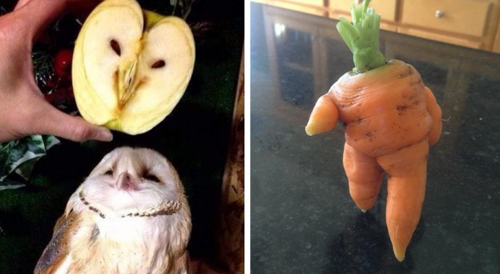 15 mensen hebben groenten en fruit vereeuwigd die er zo vreemd uitzagen dat ze tot leven leken te zijn gekomen