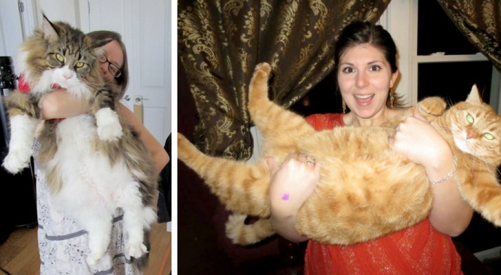 Giant cats: 16 "bulky" felines who do not realize just how big they are