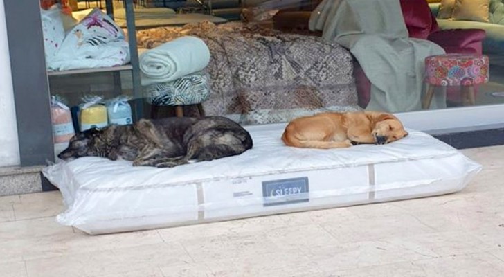 Questo negozio lascia un materasso fuori dalla porta tutte le notti: i cani randagi ora hanno un posto dove dormire