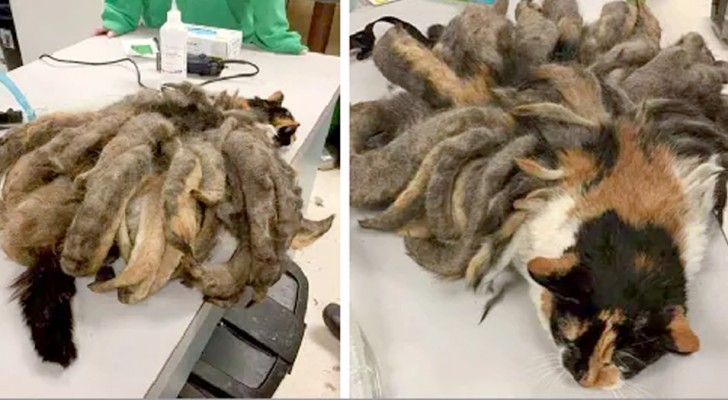 Ce pauvre chat était couvert d'une couche de poils en "dreadlocks" : les volontaires le libèrent de ce fardeau