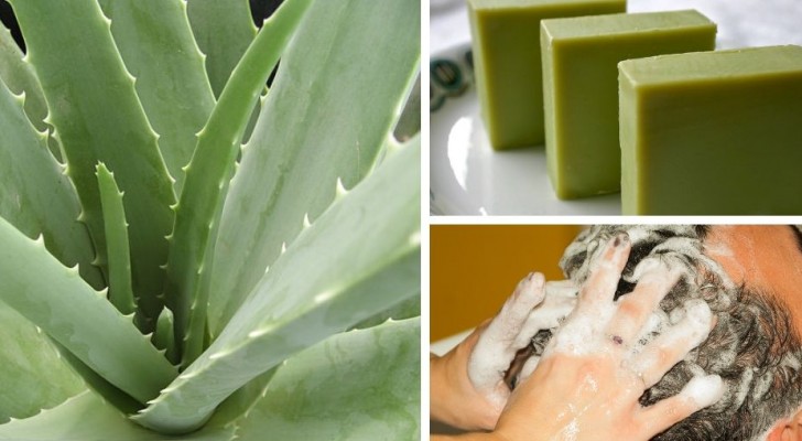 Shampoo solido all'aloe: come preparare in casa un prodotto naturale ed efficace per la cura dei capelli