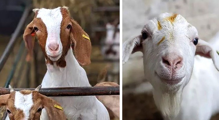 Una fattoria guadagna oltre 55.000 euro offrendo chiamate su Zoom con le sue capre durante la pandemia