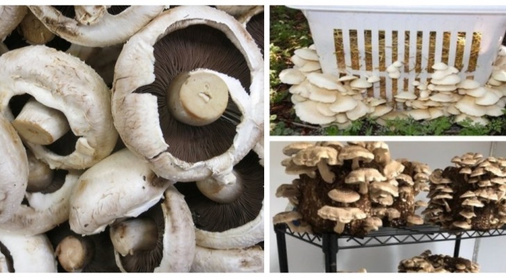 Come coltivare i funghi in casa in modo semplice per avere prodotti buoni e freschi quando si vuole