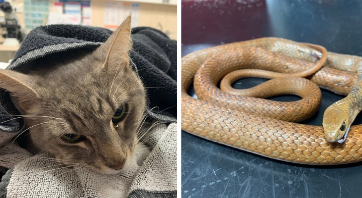 Un chat domestique sacrifie sa vie pour protéger deux enfants d'une morsure mortelle de serpent 