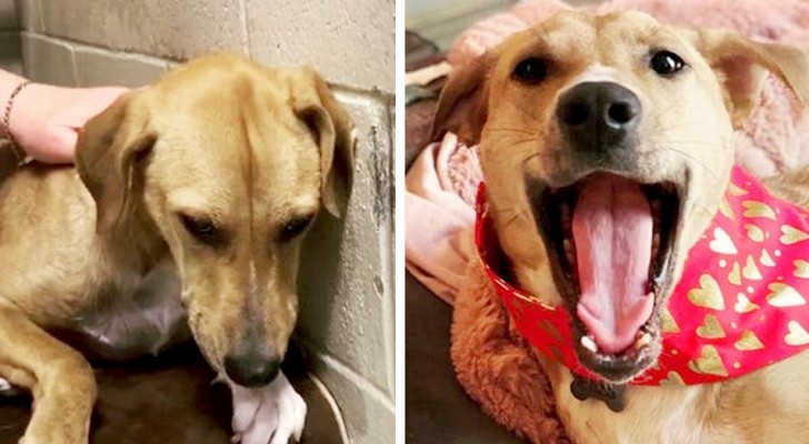 Before and after adoption: 15 pets who found a new home and love their humans