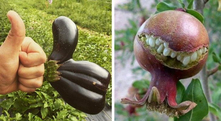 Wenn die Natur zum Leben erwacht: 20 Beispiele für Gemüse und Früchte mit bizarren und fast menschlichen Formen