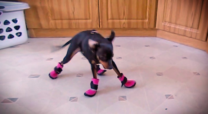 Wir zeigen euch die sonderbare Reaktion von Hunden, die zum ersten Mal Schuhe tragen