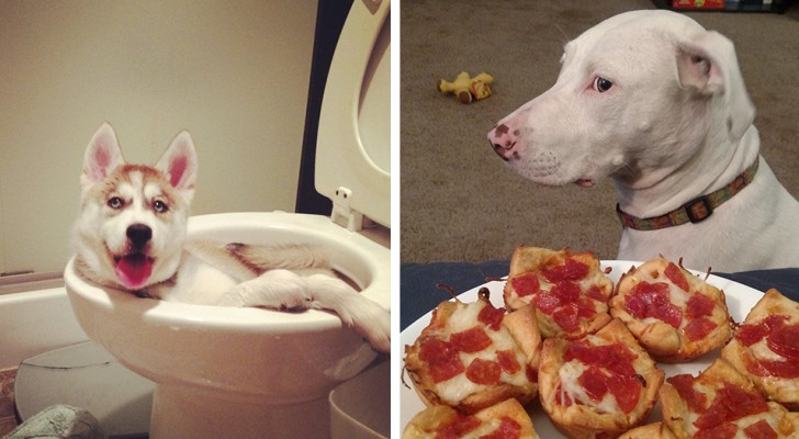 16 incorrigible dogs with whom it is practically impossible to get angry