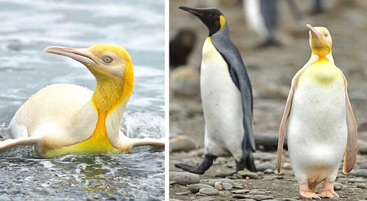 Un fotografo riesce a immortalare un rarissimo pinguino dal piumaggio giallo brillante "mai visto prima"