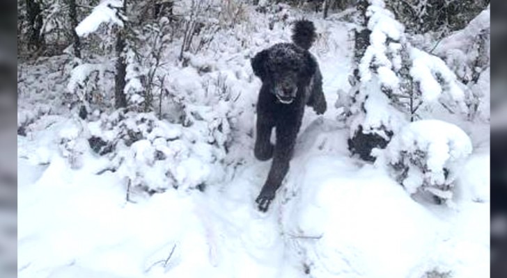 Rennende man of hond? Deze optische illusie kan ons veel vertellen over onze gemoedstoestand