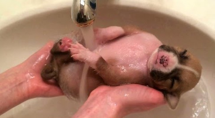 Rescued from ceratain death, a super cute puppy enjoys bathtime 