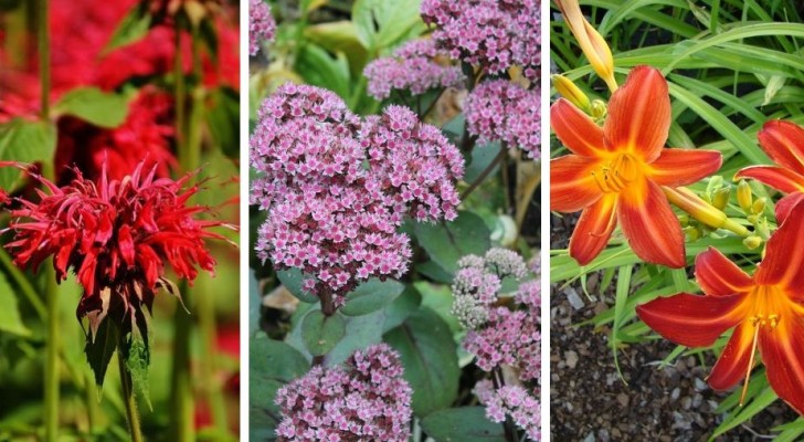 8 piante resistenti e a bassa manutenzione, perfette per avere un giardino splendido senza fatica