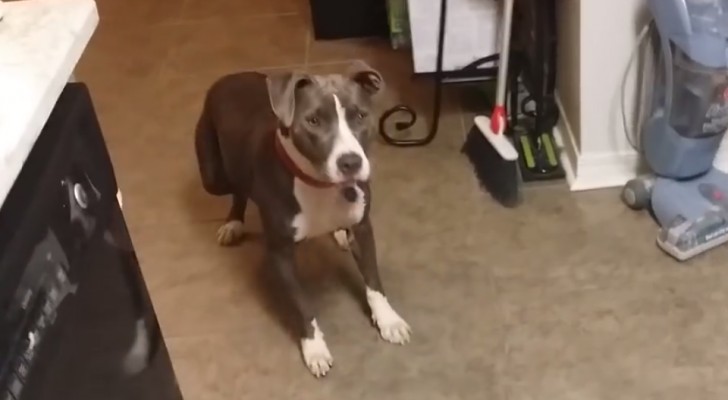 Un chien aboie INQUIET dans la cuisine : la raison vous fera sourire