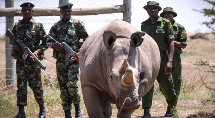 Les deux derniers rhinocéros blancs du Nord au monde ont une véritable équipe de gardes du corps