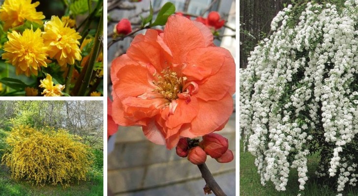 Versier je tuin op een elegante manier met deze 8 eenvoudig te kweken struiken