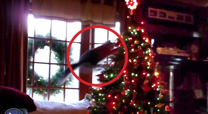 Katten die de kerstboom VERWOESTEN: een montage van op hol geslagen katten