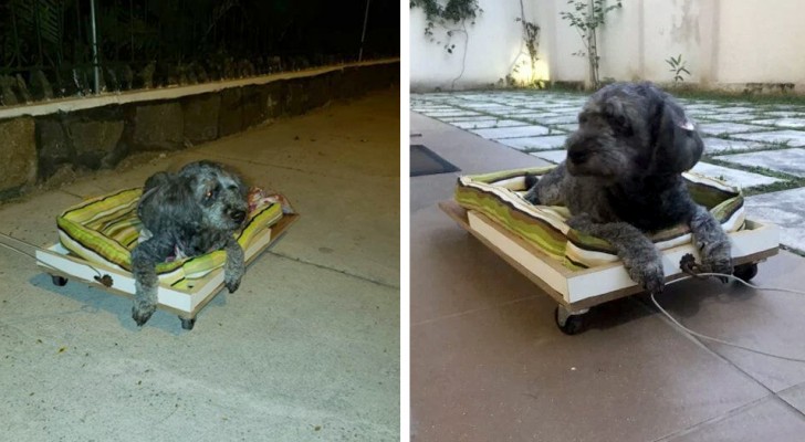 Costruisce un carrello con rotelle per portare a passeggio il suo cane anziano: non può muovere le zampe posteriori