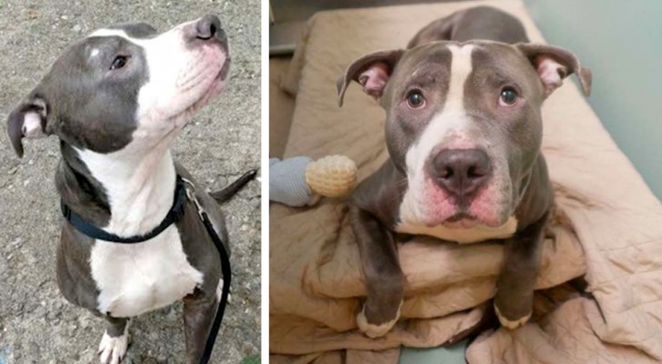 Eles descobrem que estão esperando outro filho e decidem se livrar de seu pit bull para ter mais espaço em casa