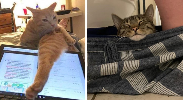 "Smettila di lavorare, umano!": 16 divertenti foto di gatti che non comprendono il concetto di spazio personale