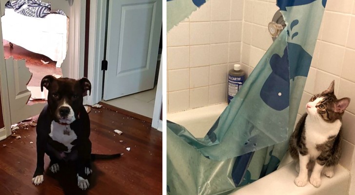 16 fun photos of animals who have made a mess and show no remorse