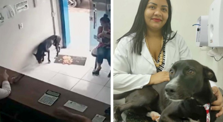 Een hond in moeilijkheden komt alleen bij de dierenarts aan en "vraagt ​​om hulp" aan de artsen