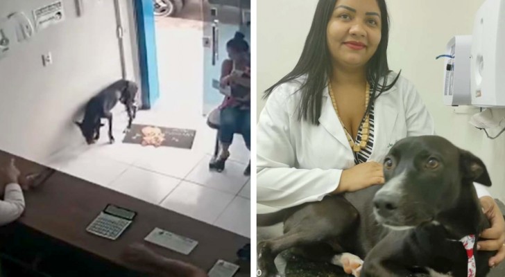 A dog in distress goes to the vet alone and "asks for help" from the doctors