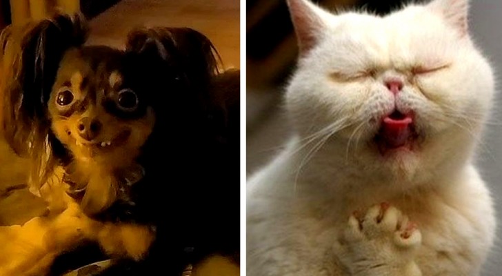 16 animaux aux expressions inoubliables qui n'ont pas l'air de passer leur meilleur jour