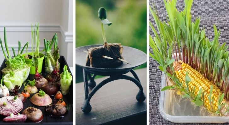 Fai germogliare facilmente le tue piante in casa usando oggetti comuni con questi 9 trucchi geniali