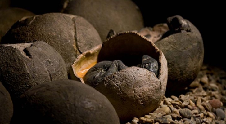 Découverts pour la première fois des restes d'un dinosaure assis sur un nid : il protégeait ses petits