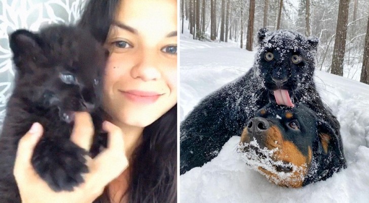 A panther abandoned by her mother is raised by a woman and her dog: they are practically inseparable