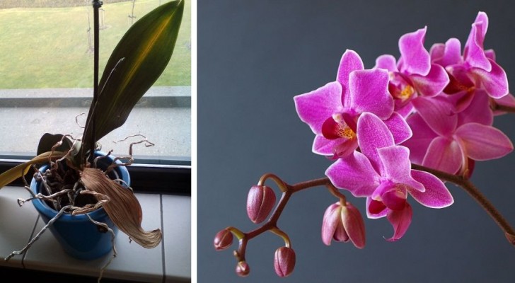 Le tue orchidee sembrano malate? Prova a salvarle con questi semplici metodi