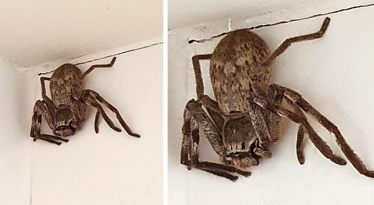 Una donna entra nella doccia e viene terrorizzata da un grosso ragno cacciatore che era lì ad aspettarla