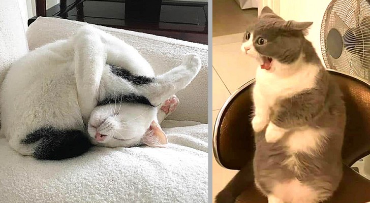 Les gens se demandent qui a le chat le plus bizarre : 19 photos prouvent que c'est un vrai défi