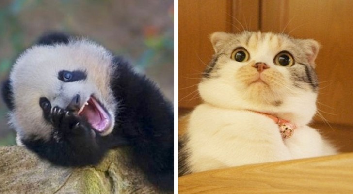 Crazy animals: 16 expressive and hilarious species that should win a sympathy award