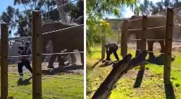 Un uomo porta la figlia nel recinto degli elefanti per un selfie e viene attaccato: il video è da brividi