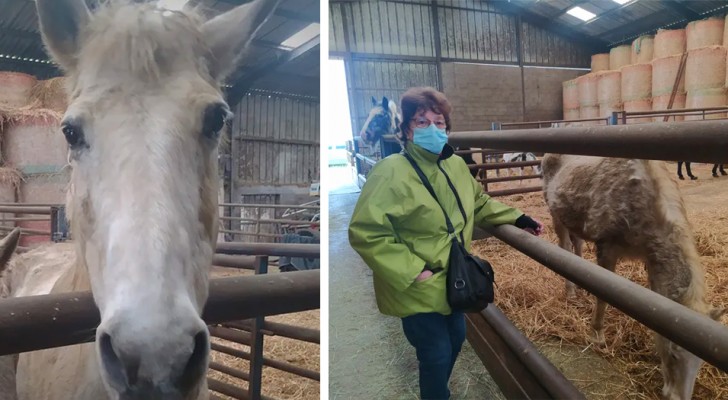 Uma mulher de 71 anos pede ajuda para salvar seus dois cavalos idosos do abate