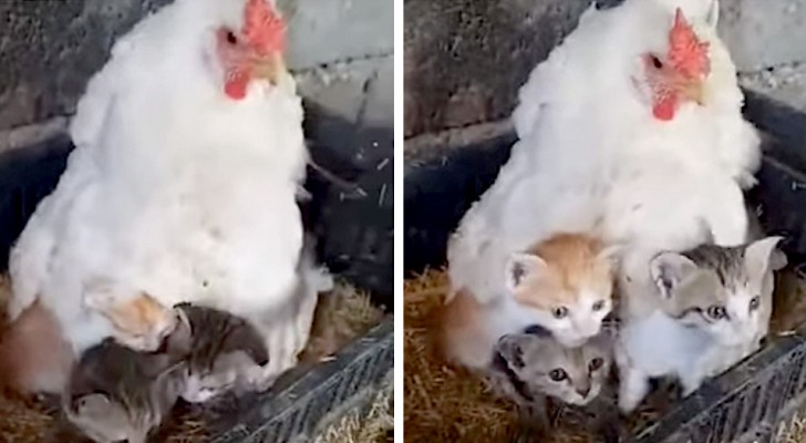 Una gallina si prende cura di tre gattini appena nati: la scena è di una dolcezza infinita