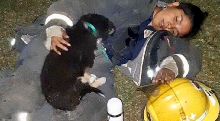 Une pompière épuisée s'effondre sur le sol avec le petit chien qu'elle vient de sauver des flammes