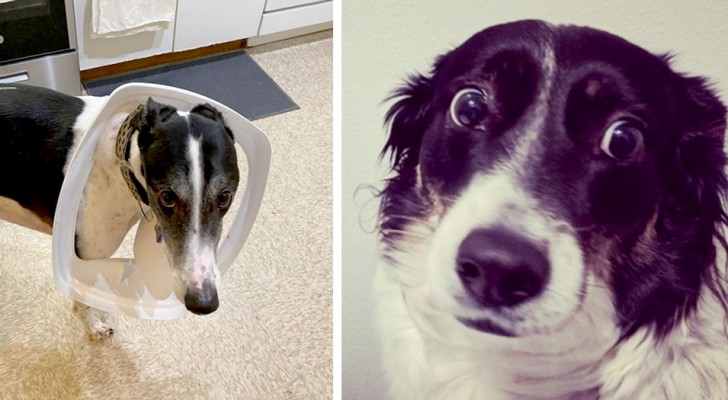 "Sorry, I won't do it again ...": 16 dogs caught red-handed, who couldn't help but look guilty