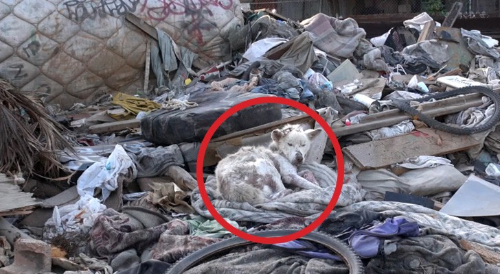 Here's the incredible rescue of this dog who was dying in a dump !