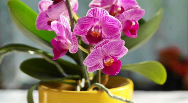 Tips om orchideeën op de juiste manier water te geven en zo spectaculaire bloemen te verkrijgen