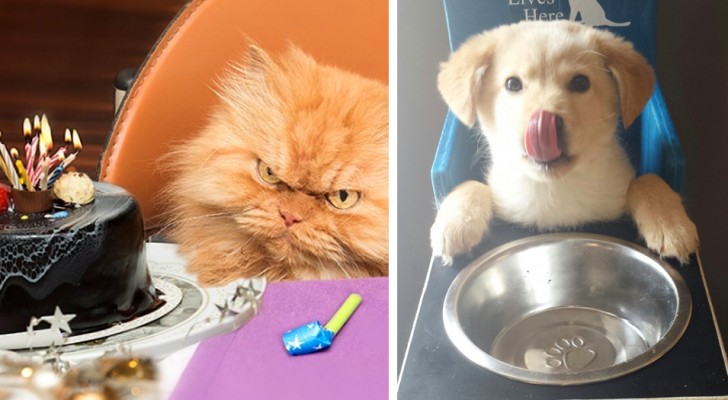 Cani vs. gatti: 18 foto a confronto dimostrano come questi animali provengano da due mondi differenti