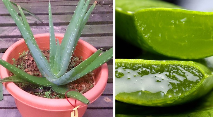 How to best grow aloe vera and how to easily extract the precious gel